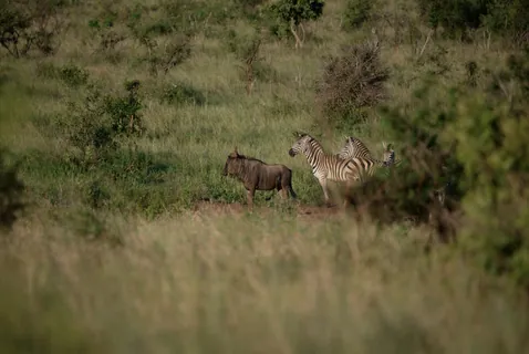 Zuid Afrika 15 — Zuid Afrika